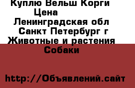 Куплю Вельш Корги  › Цена ­ 25 000 - Ленинградская обл., Санкт-Петербург г. Животные и растения » Собаки   